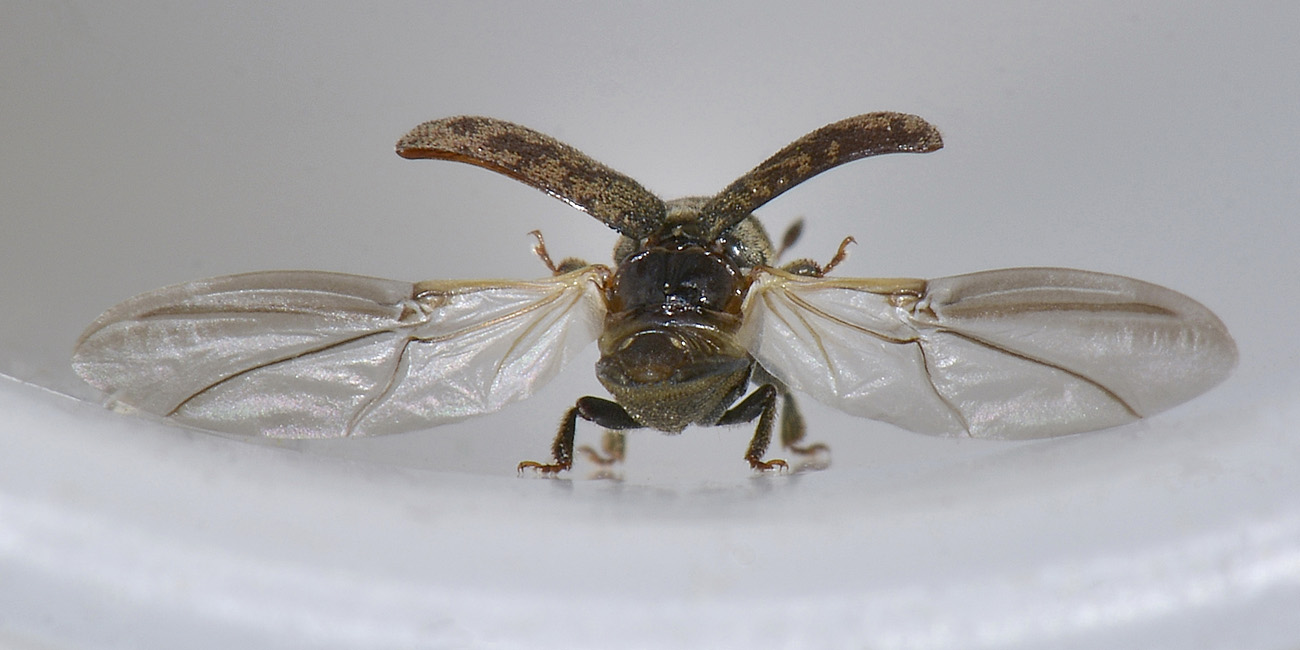 Hylesinus fraxini?